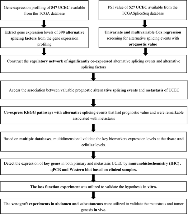 Alternative ANKHD1 transcript promotes proliferation and inhibits migration in uterine corpus endometrial carcinoma