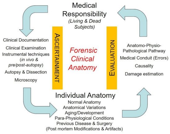Healthcare, Vol. 10, Pages 1915: Clinical Anatomy and Medical Malpractice—A Narrative Review with Methodological Implications