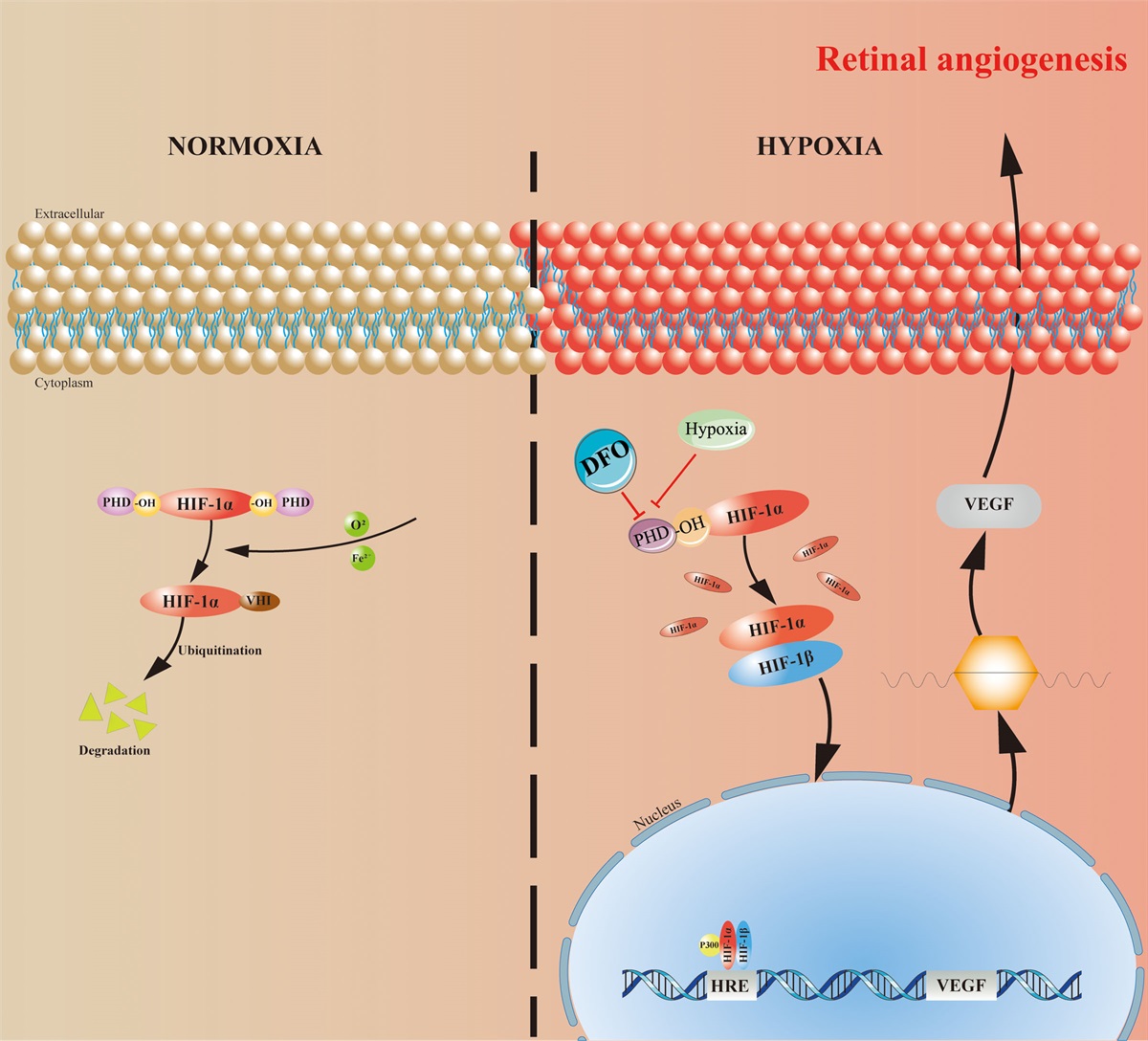 Activation of HIF-1α/VEGF-A pathway by deferoxamine ameliorates retinal hypoxia in a rat subarachnoid hemorrhage model