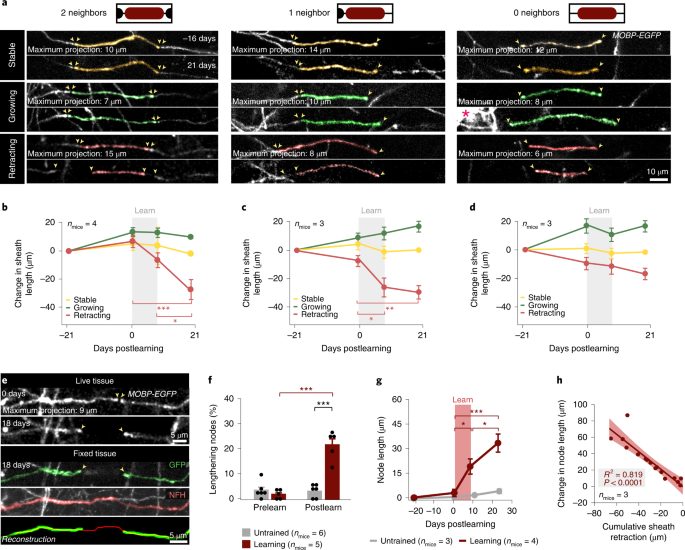 Motor learning drives dynamic patterns of intermittent myelination on learning-activated axons
