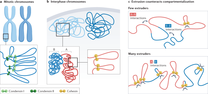 New insights into genome folding by loop extrusion from inducible degron technologies