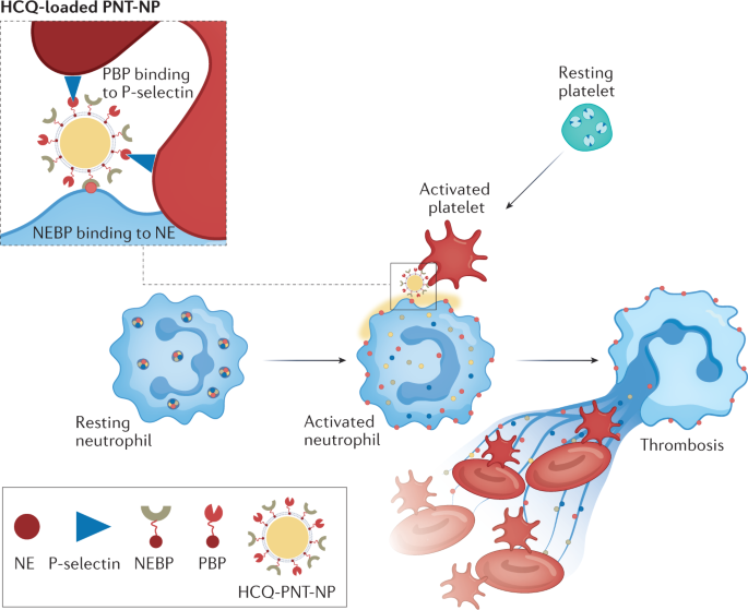Small wonder: nanoparticles feed hydroxychloroquine to activated neutrophils