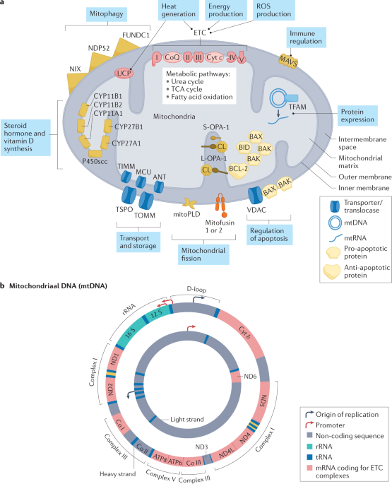 The role of mitochondria in rheumatic diseases