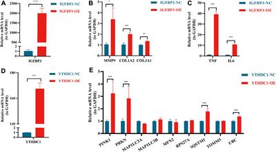 Identification and verification of IGFBP3 and YTHDC1 as biomarkers associated with immune infiltration and mitophagy in hypertrophic cardiomyopathy