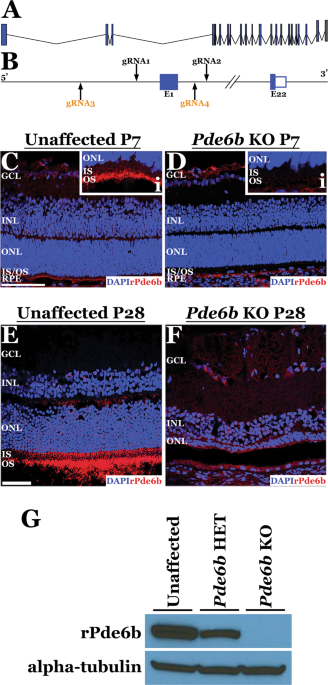 Characterization of a novel Pde6b-deficient rat model of retinal degeneration and treatment with adeno-associated virus (AAV) gene therapy