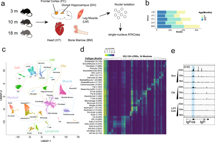 Single-cell epigenome analysis reveals age-associated decay of heterochromatin domains in excitatory neurons in the mouse brain