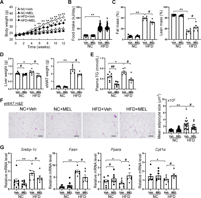 Suppression of obesity by melatonin through increasing energy expenditure and accelerating lipolysis in mice fed a high-fat diet