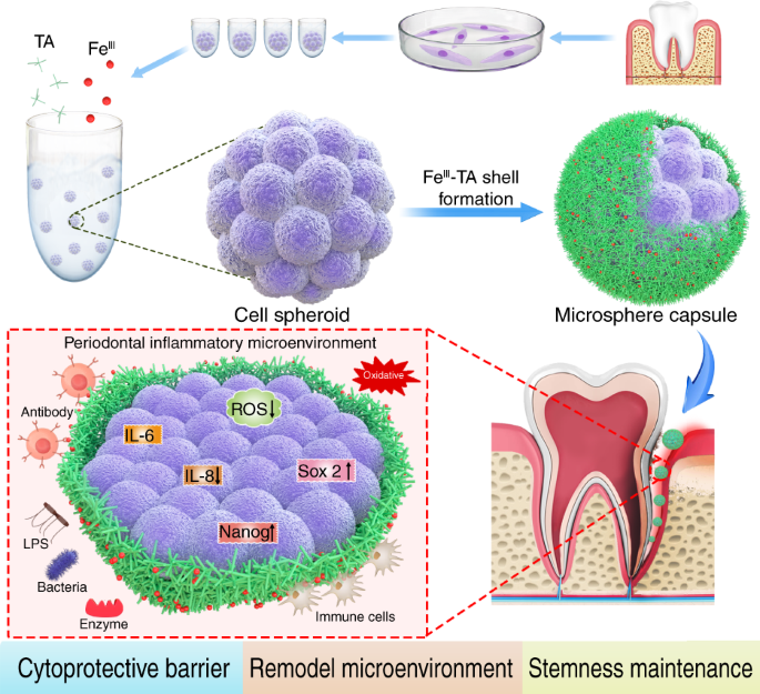 Stem cell microencapsulation maintains stemness in inflammatory microenvironment