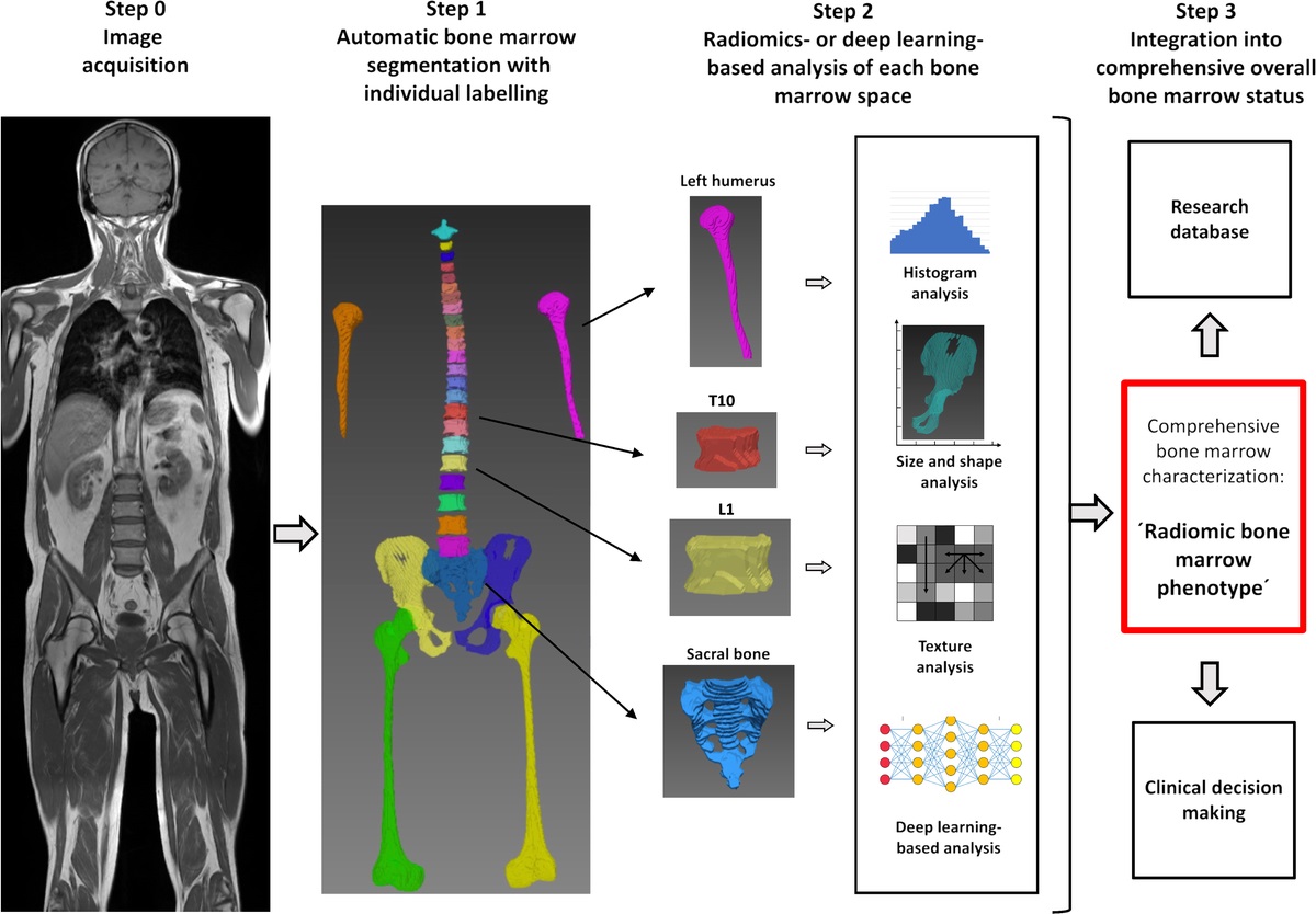 Combining Deep Learning and Radiomics for Automated, Objective, Comprehensive Bone Marrow Characterization From Whole-Body MRI: A Multicentric Feasibility Study