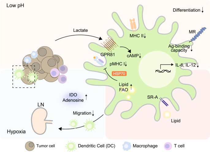 Metabolic guidance and stress in tumors modulate antigen-presenting cells