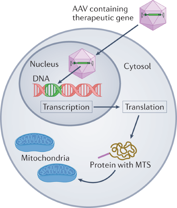 Gene therapy for primary mitochondrial diseases: experimental advances and clinical challenges