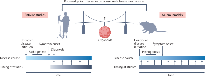 Human cerebral organoids — a new tool for clinical neurology research