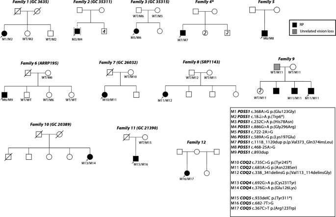 Biallelic variants in coenzyme Q10 biosynthesis pathway genes cause a retinitis pigmentosa phenotype