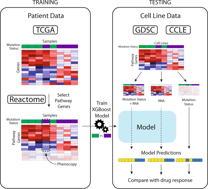 Identification of phenocopies improves prediction of targeted therapy response over DNA mutations alone
