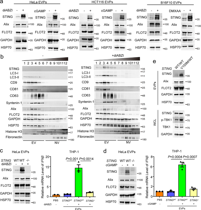 Intercellular transfer of activated STING triggered by RAB22A-mediated non-canonical autophagy promotes antitumor immunity