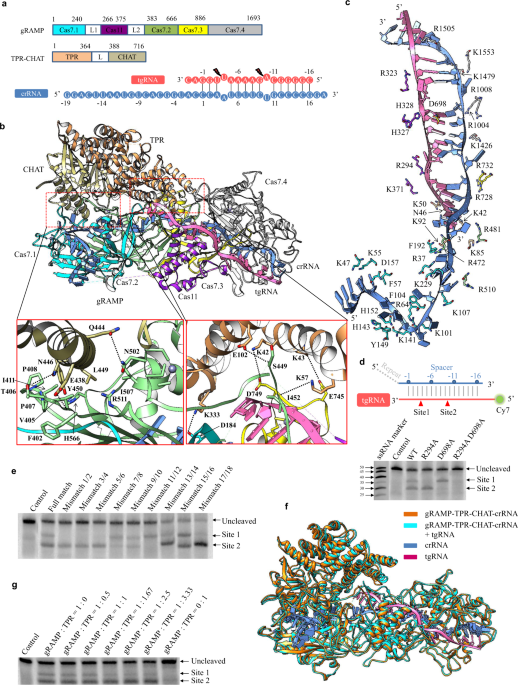 Cryo-EM structure of the type III-E CRISPR-Cas effector gRAMP in complex with TPR-CHAT