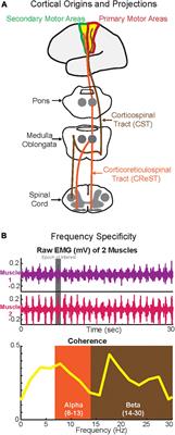 Is there frequency-specificity in the motor control of walking? The putative differential role of alpha and beta oscillations