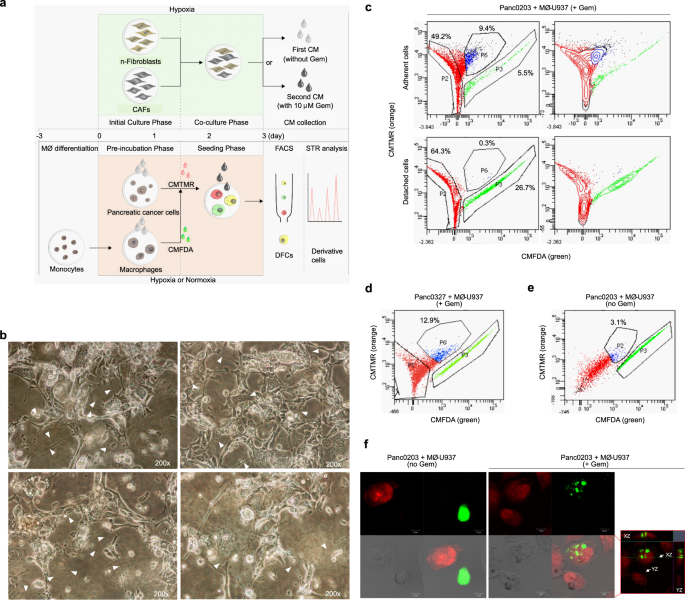 Direct cell-to-cell transfer in stressed tumor microenvironment aggravates tumorigenic or metastatic potential in pancreatic cancer