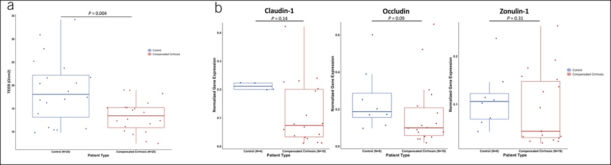 Duodenal Permeability Is Associated With Mucosal Microbiota in Compensated Cirrhosis