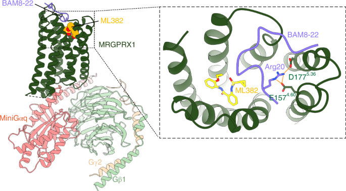 Ligand recognition and allosteric modulation of the human MRGPRX1 receptor