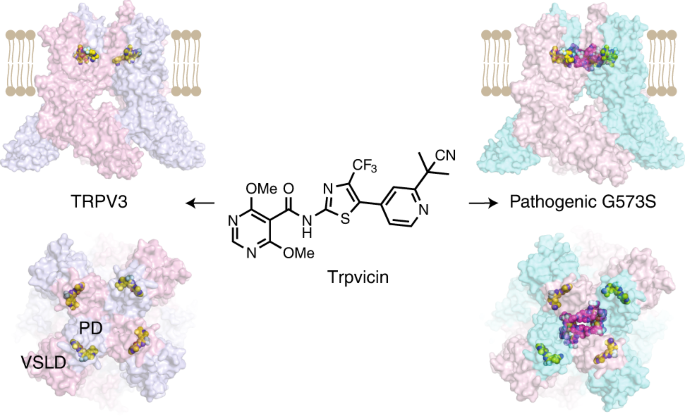Structural basis of TRPV3 inhibition by an antagonist
