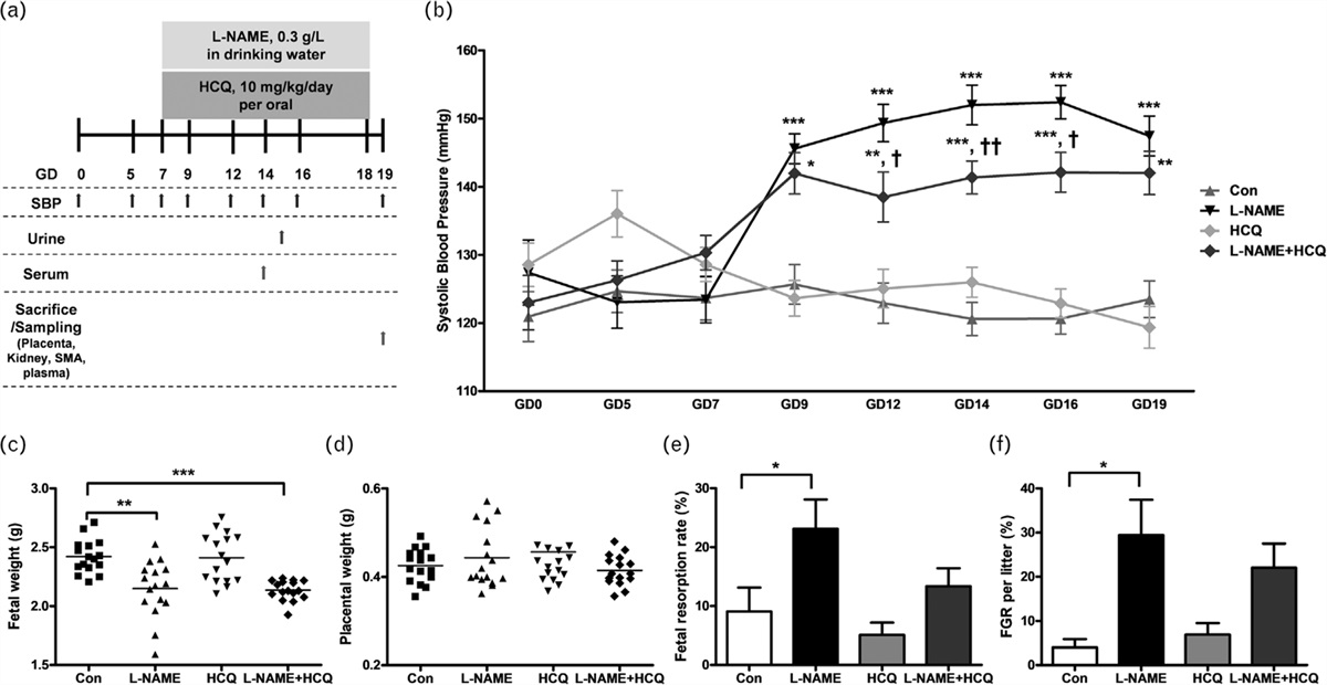 Hydroxychloroquine reduces hypertension and soluble fms-like kinase-1 in a Nω-nitro-l-arginine methyl ester-induced preeclampsia rat model