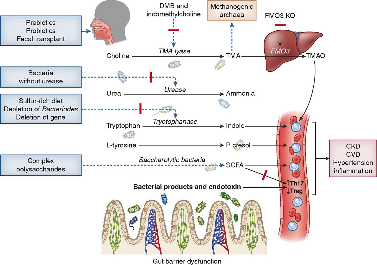 Gut Microbiome and Kidney Disease: Reconciling Optimism and Skepticism