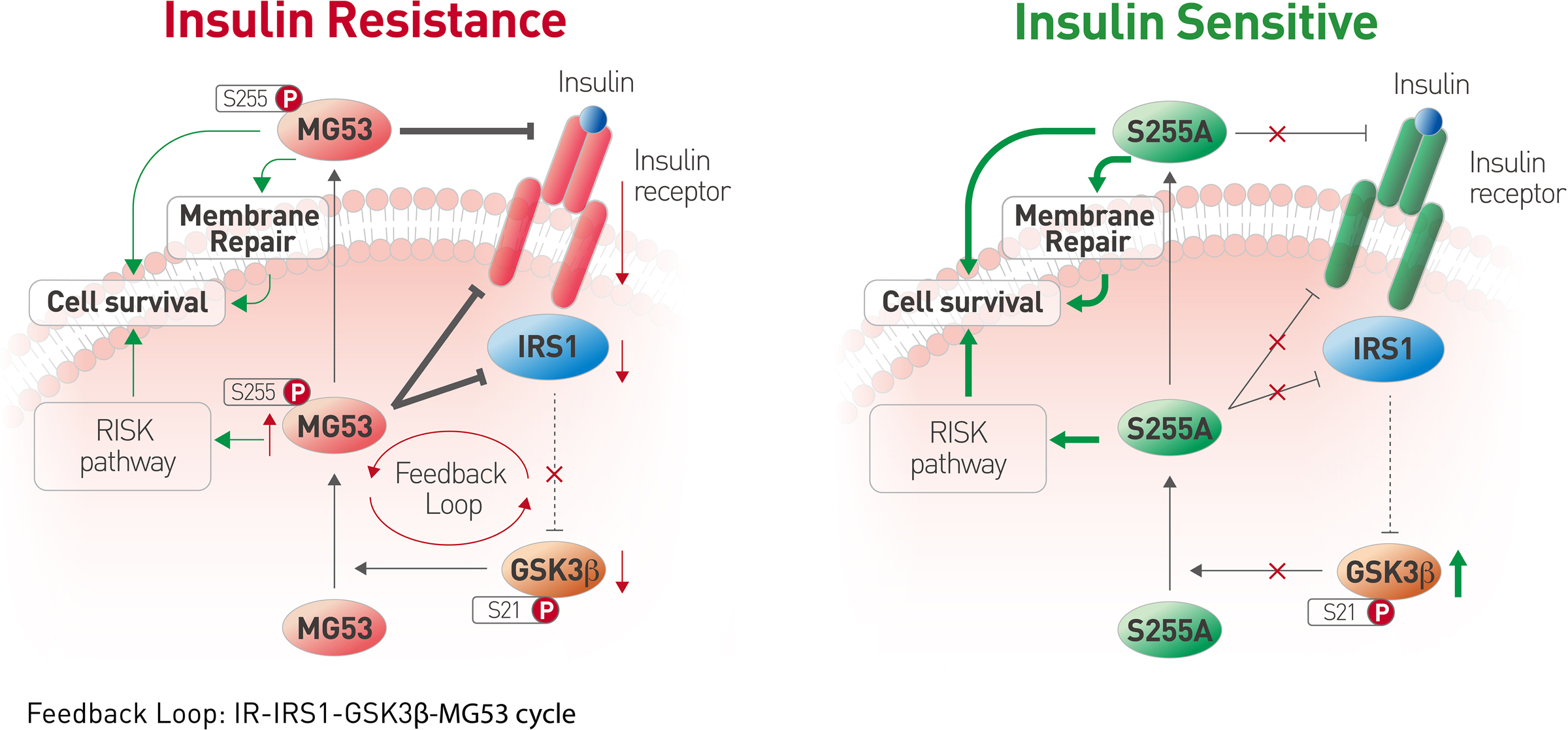 Blocking MG53S255 Phosphorylation Protects Diabetic Heart From Ischemic Injury