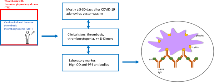 Understanding thrombosis with thrombocytopenia syndrome after COVID-19 vaccination