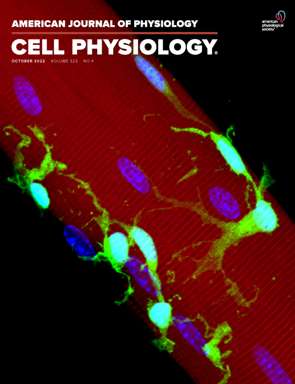 Identification of underexplored mesenchymal and vascular-related cell populations in human skeletal muscle