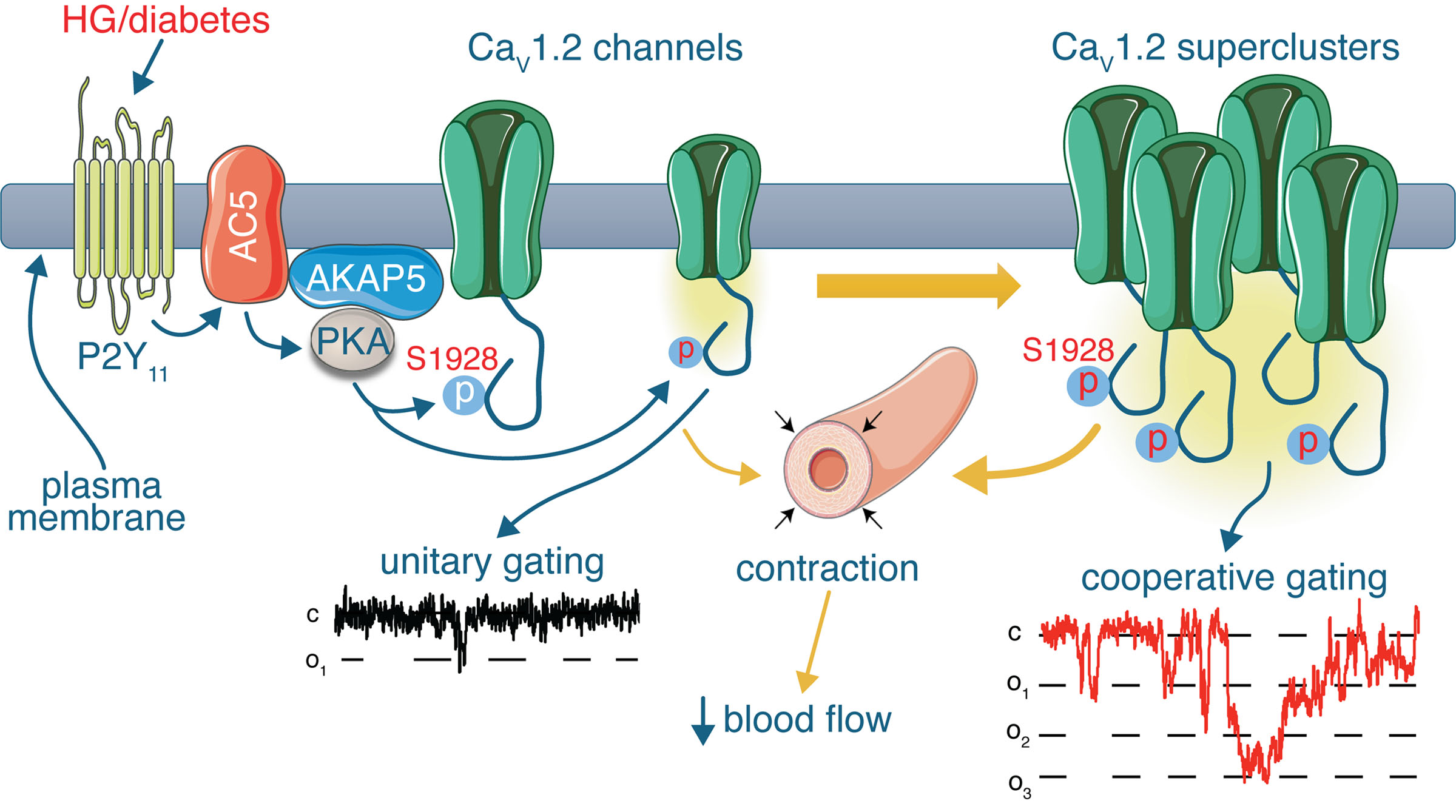 Spatiotemporal Control of Vascular CaV1.2 by α1C S1928 Phosphorylation