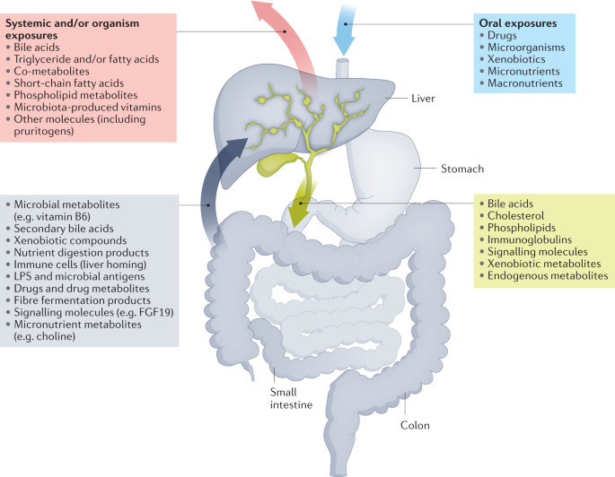 The microbiota and the gut–liver axis in primary sclerosing cholangitis