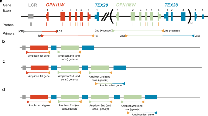 Diagnostic analysis of the highly complex OPN1LW/OPN1MW gene cluster using long-read sequencing and MLPA