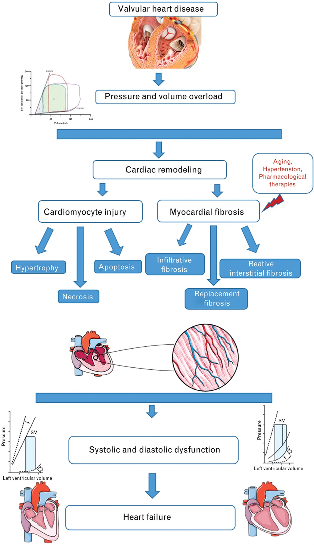 Surgery in severe valvular heart diseases: when it is too late, too early or right on time?