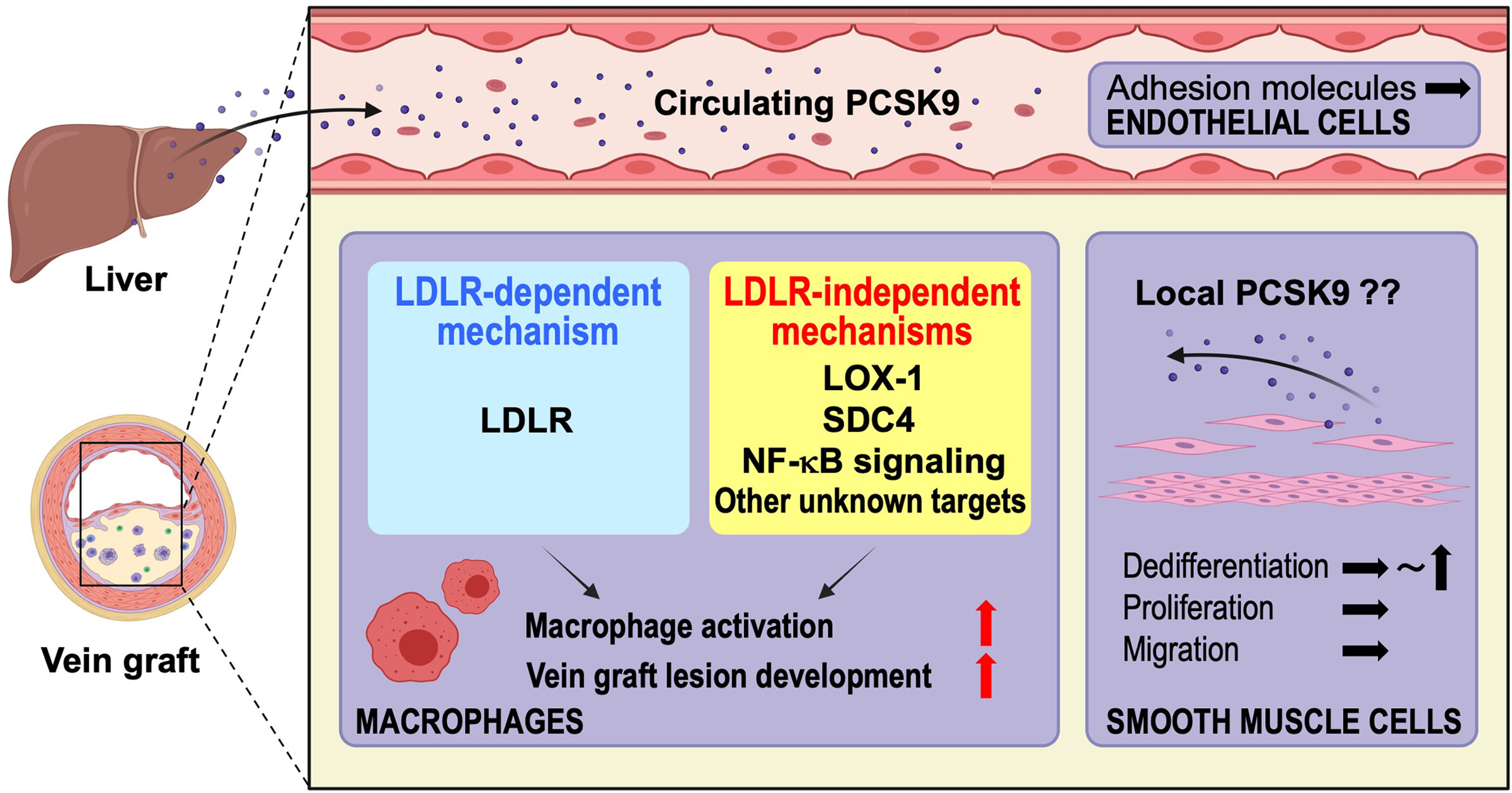 Proprotein Convertase Subtilisin/Kexin 9 (PCSK9) Promotes Macrophage Activation via LDL Receptor-Independent Mechanisms