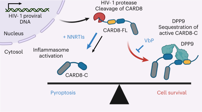 Chemical inhibition of DPP9 sensitizes the CARD8 inflammasome in HIV-1-infected cells