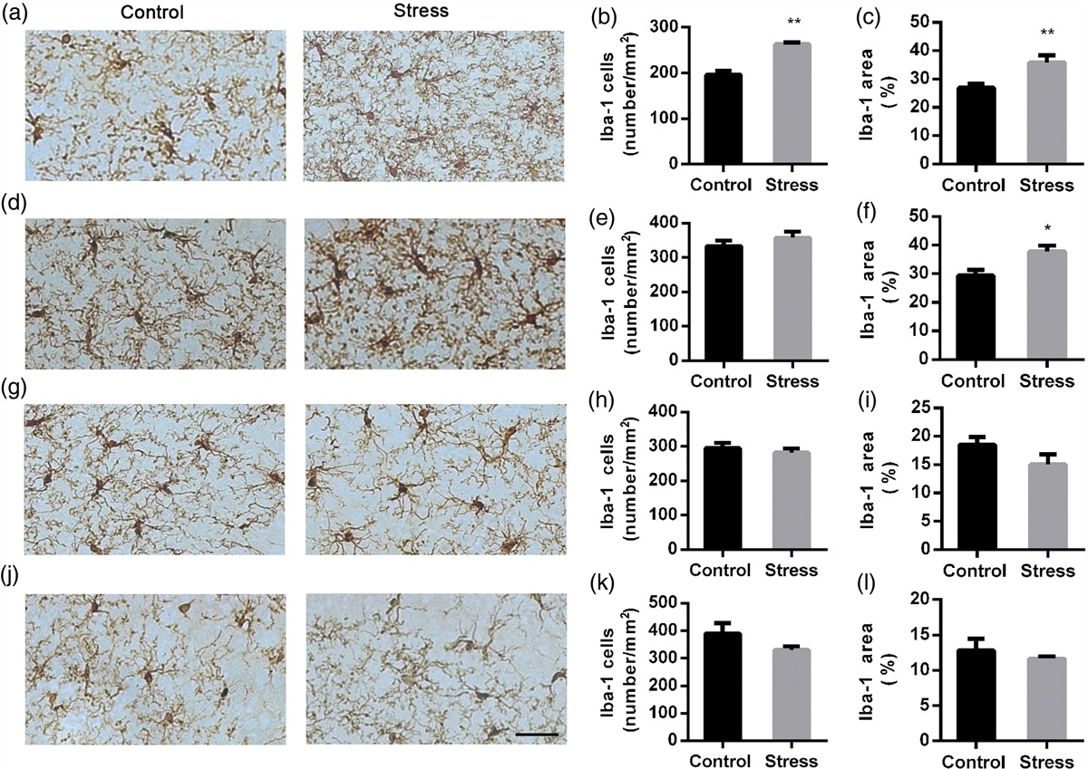 The effects of social defeat stress on hippocampal glial cells and interleukin-6 in adolescence and adulthood