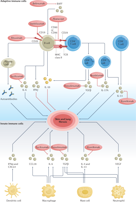 Immune cell dysregulation as a mediator of fibrosis in systemic sclerosis