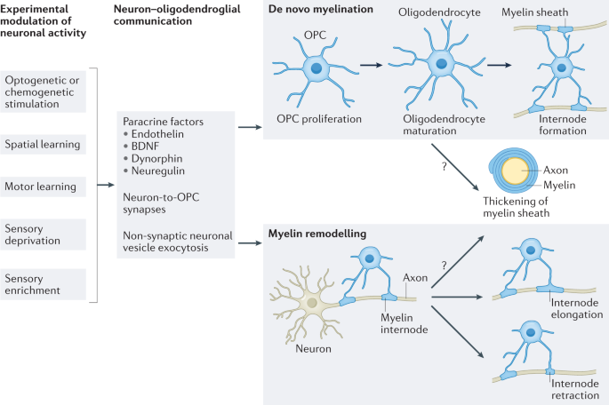 Adaptive and maladaptive myelination in health and disease