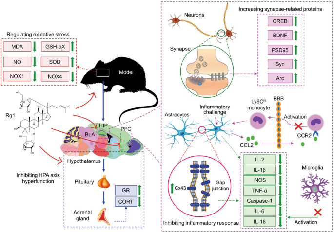 Ginsenoside Rg1 in neurological diseases: From bench to bedside