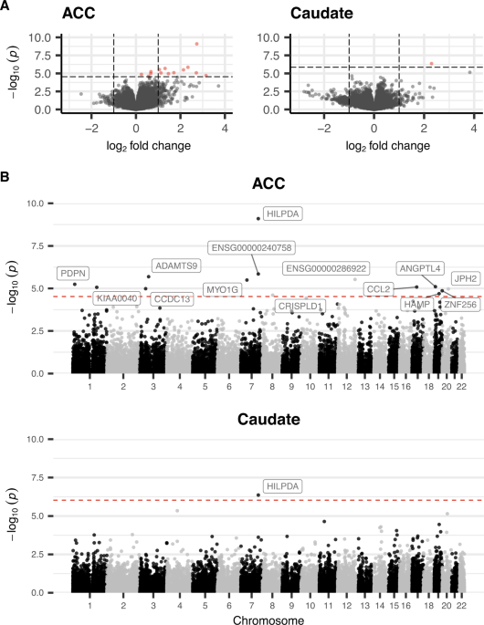 Mapping the cortico-striatal transcriptome in attention deficit hyperactivity disorder