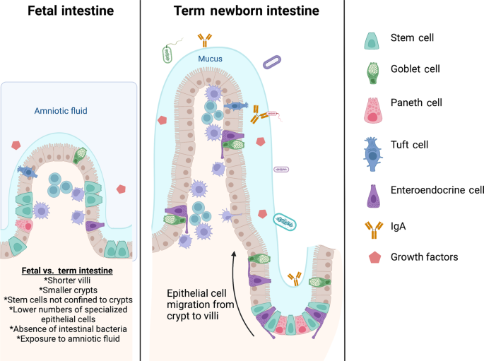 Intestinal epithelium in early life