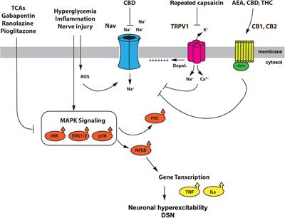 Voltage-gated sodium channels in diabetic sensory neuropathy: Function, modulation, and therapeutic potential