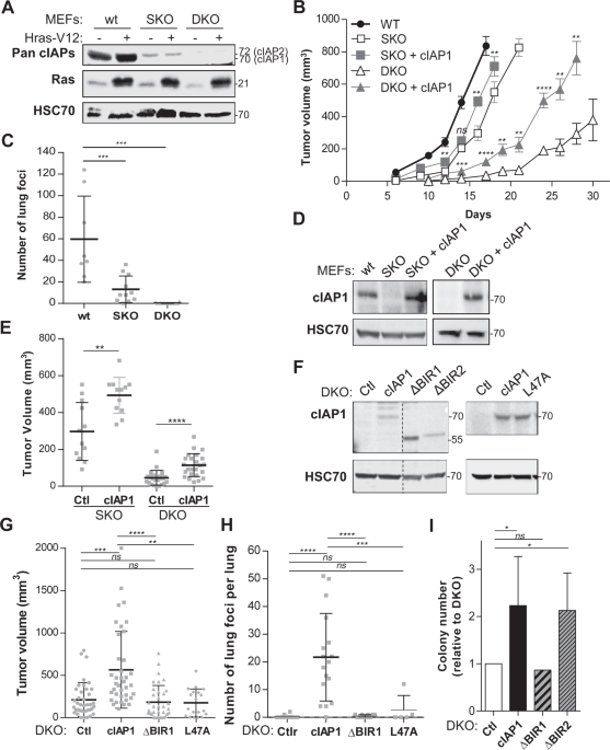 cIAP1/TRAF2 interplay promotes tumor growth through the activation of STAT3