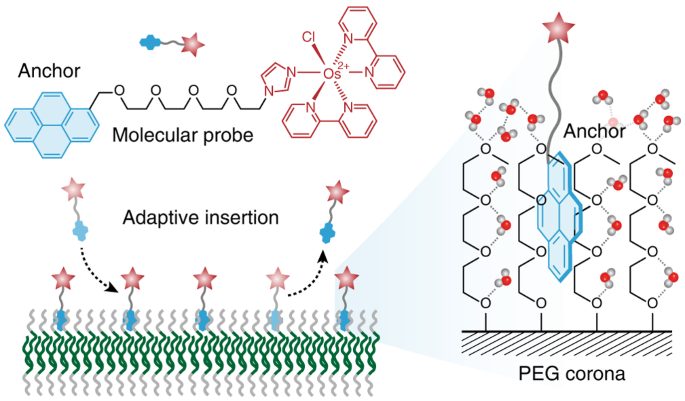 Adaptive insertion of a hydrophobic anchor into a poly(ethylene glycol) host for programmable surface functionalization