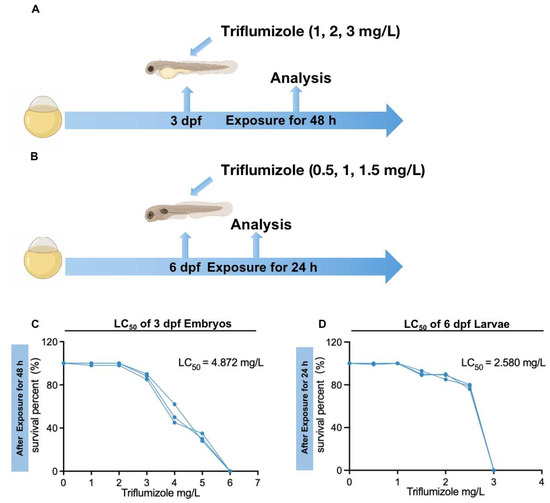 Toxics, Vol. 10, Pages 698: Triflumizole Induces Developmental Toxicity, Liver Damage, Oxidative Stress, Heat Shock Response, Inflammation, and Lipid Synthesis in Zebrafish