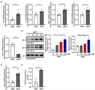 Galectin-9/Tim-3 pathway mediates dopaminergic neurodegeneration in MPTP-induced mouse model of Parkinson’s disease