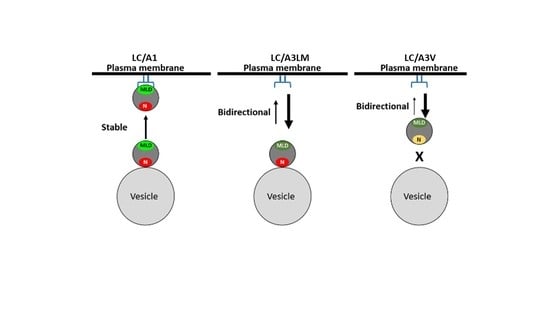 Toxins, Vol. 14, Pages 814: How Botulinum Neurotoxin Light Chain A1 Maintains Stable Association with the Intracellular Neuronal Plasma Membrane