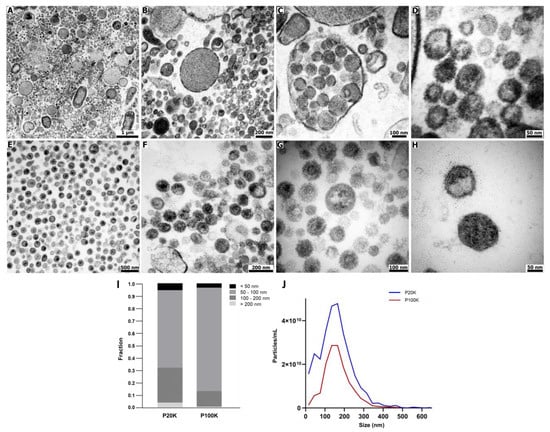 Toxins, Vol. 14, Pages 806: Extracellular Vesicles from Bothrops jararaca Venom Are Diverse in Structure and Protein Composition and Interact with Mammalian Cells