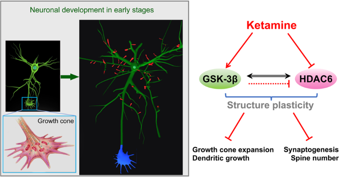 Ketamine impairs growth cone and synaptogenesis in human GABAergic projection neurons via GSK-3β and HDAC6 signaling